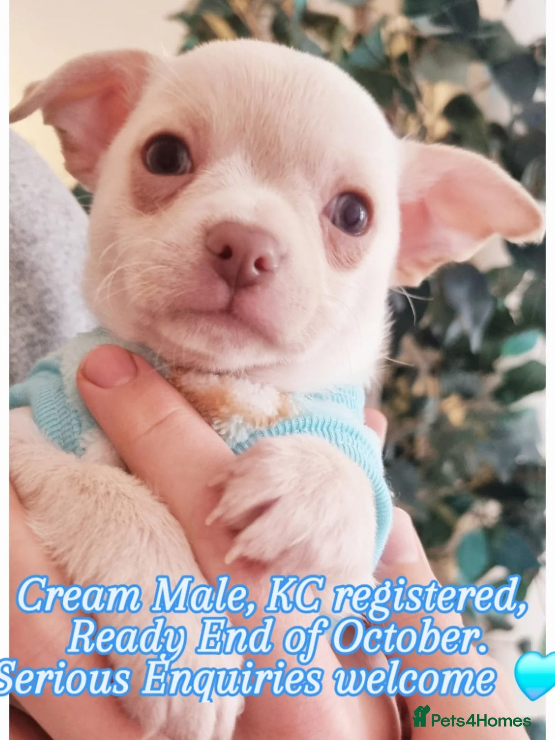 Chihuahua dogs for sale: Gorgeous Smooth coat KC registered chihuahuas - Image 2