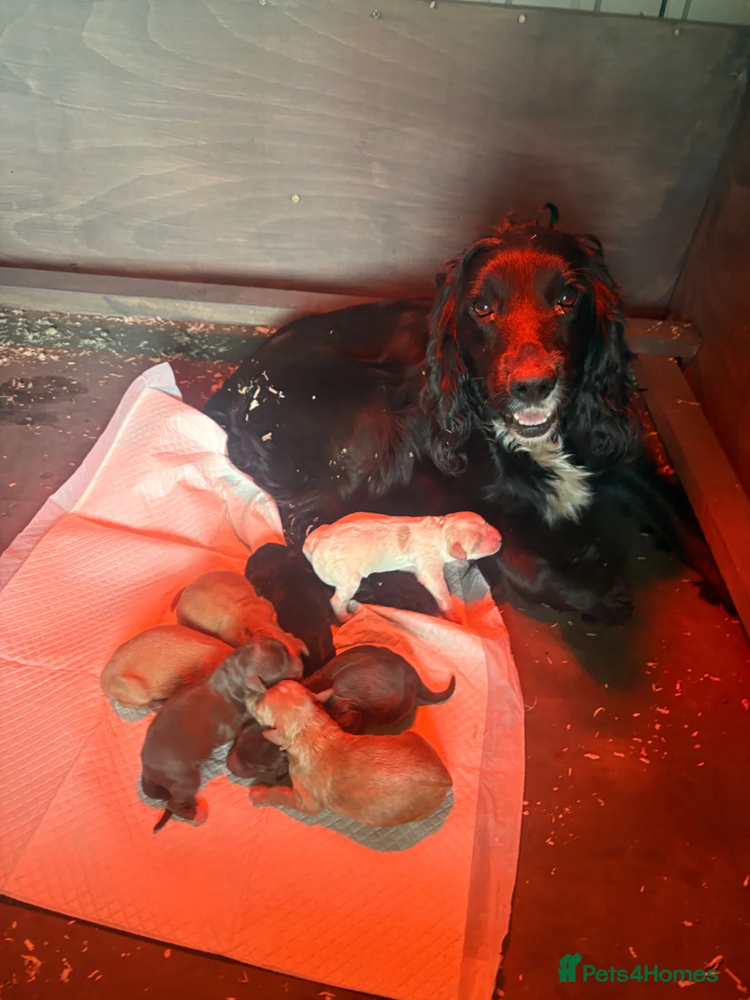 Cockapoo dogs for sale: Beautiful F1 Cockapoo Puppies-Ready July 14th in Mold - Advert 2