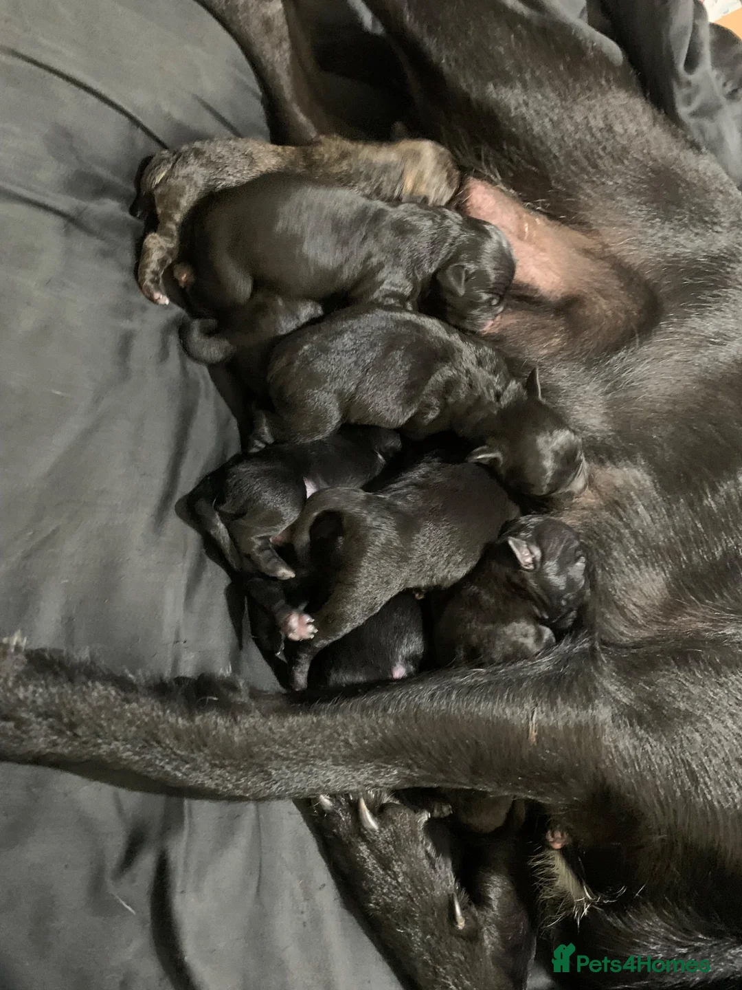 Mixed Breed dogs for sale: Stafford x French bulldog  - Advert 13