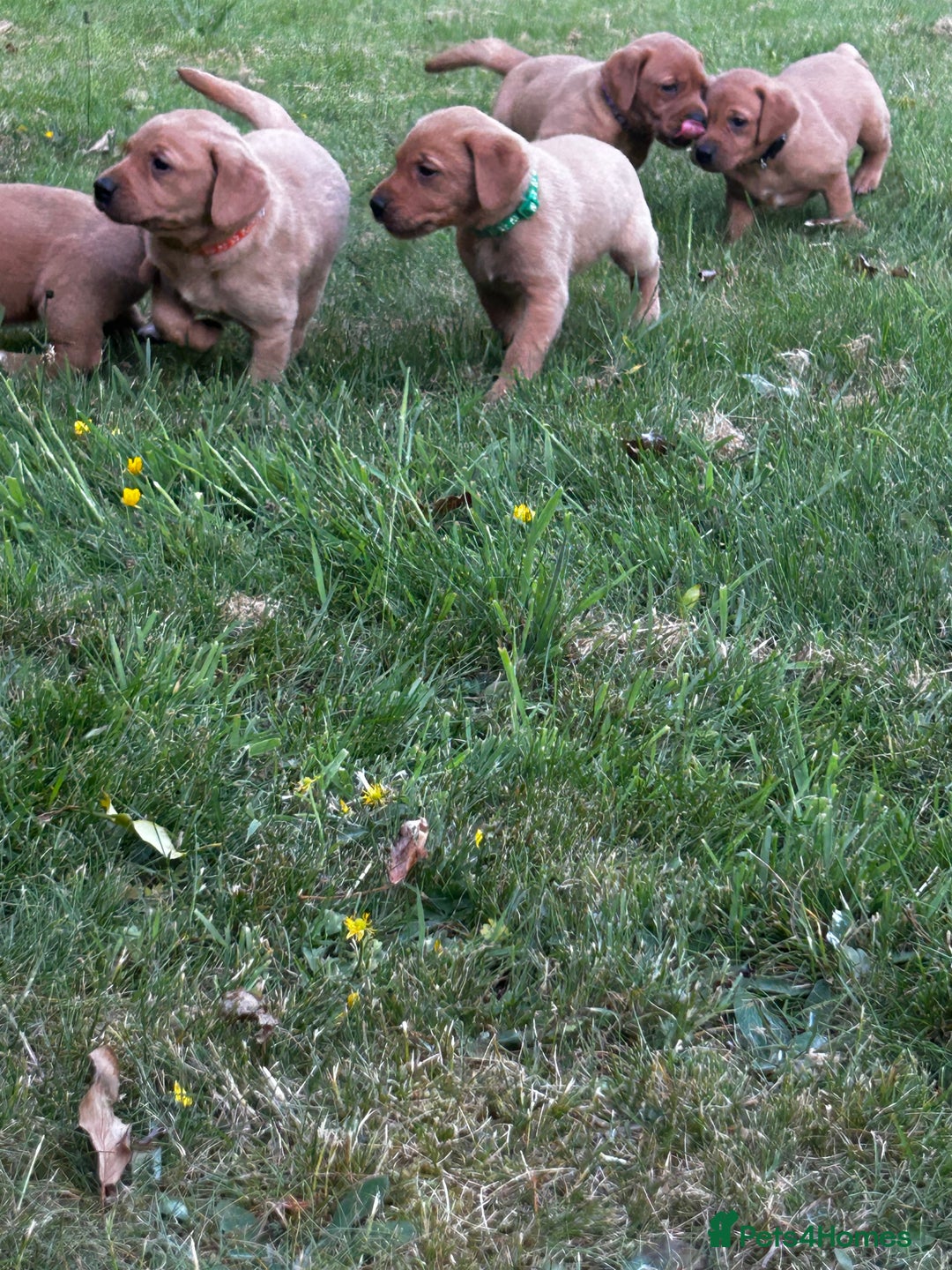Labrador Retriever dogs for sale: Fox Red Labrador Puppies For Sale in Stranraer - Image 11