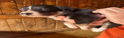 Border Collie dogs for sale: Georgeous friendly well bred border collies - Advert 5