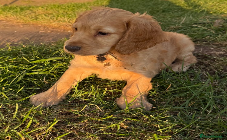 Cocker Spaniel dogs - Advert 4