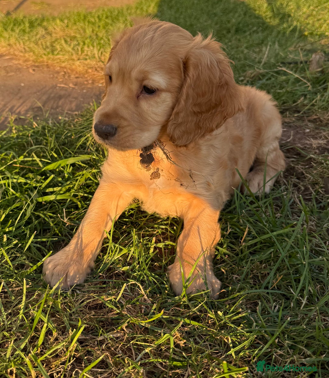 Cocker Spaniel dogs for sale: Male working cocker spaniel puppy kc reg - Image 14
