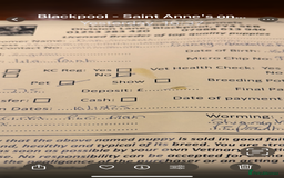 Cavapoo dogs for sale: DNA Cavapoo’s pups - Advert 3