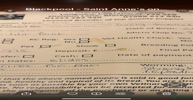 Cavapoo dogs DNA Cavapoo’s pups - Advert 1