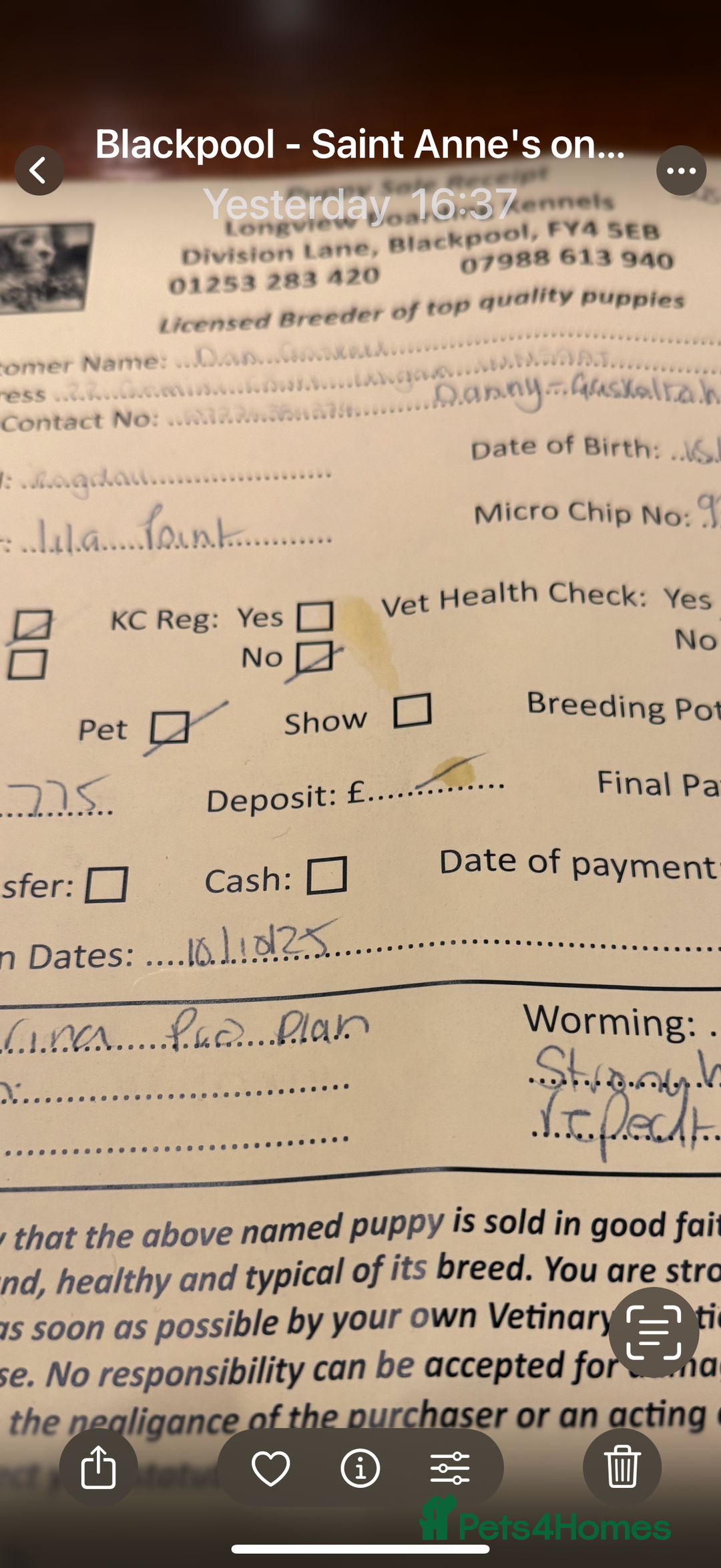 Cavapoo dogs for sale: DNA Cavapoo’s pups - Advert 3