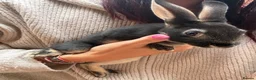 Rex rabbits for sale: Black Otter Mini Rex Bunnies  - Advert 9