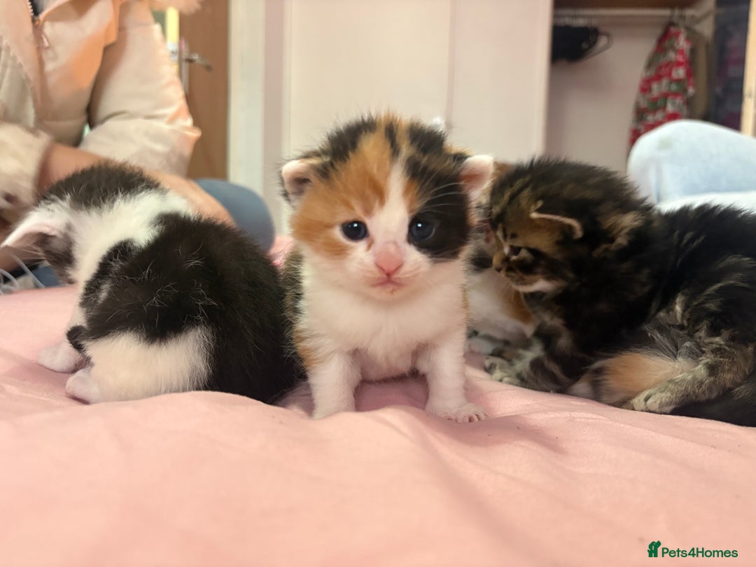 Maine Coon cats for sale: 7 adorable maincoon kittens  - Advert 15