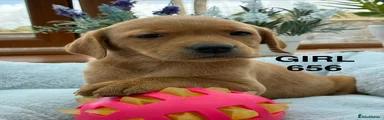 Labrador Retriever 7