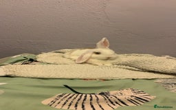 Dwarf Lop rabbits for sale: Small dwarf rabbit  - Image 6