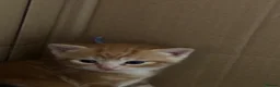 Domestic Shorthair cats for sale: Kittens for sale  - Advert 6