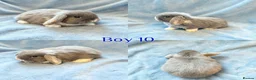 Mini Lop rabbits for sale: Baby Mini Lops Ready 08/08 - Advert 10