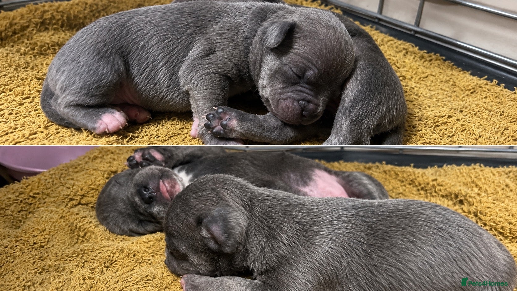 Mixed Breed dogs for sale: SPECIAL WHIPPET X FRENCHIE PUPPIES  - Advert 16