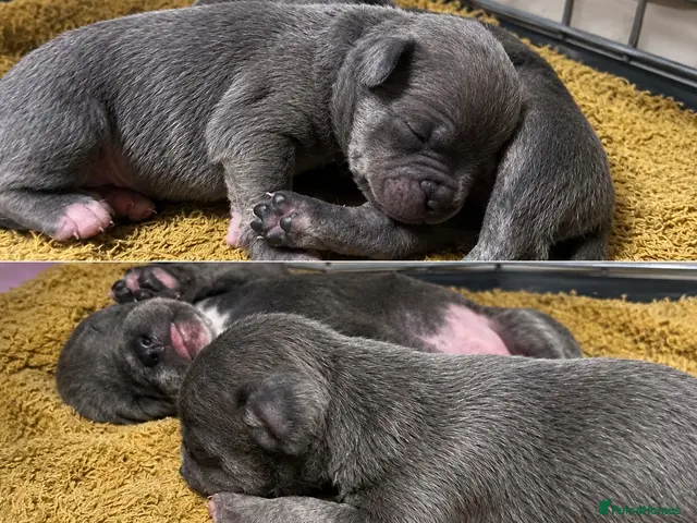 Mixed Breed dogs for sale: SPECIAL WHIPPET X FRENCHIE PUPPIES - Advert 16