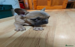 French Bulldog dogs for sale: Unique and Beautiful French bulldogs puppies  - Image 12