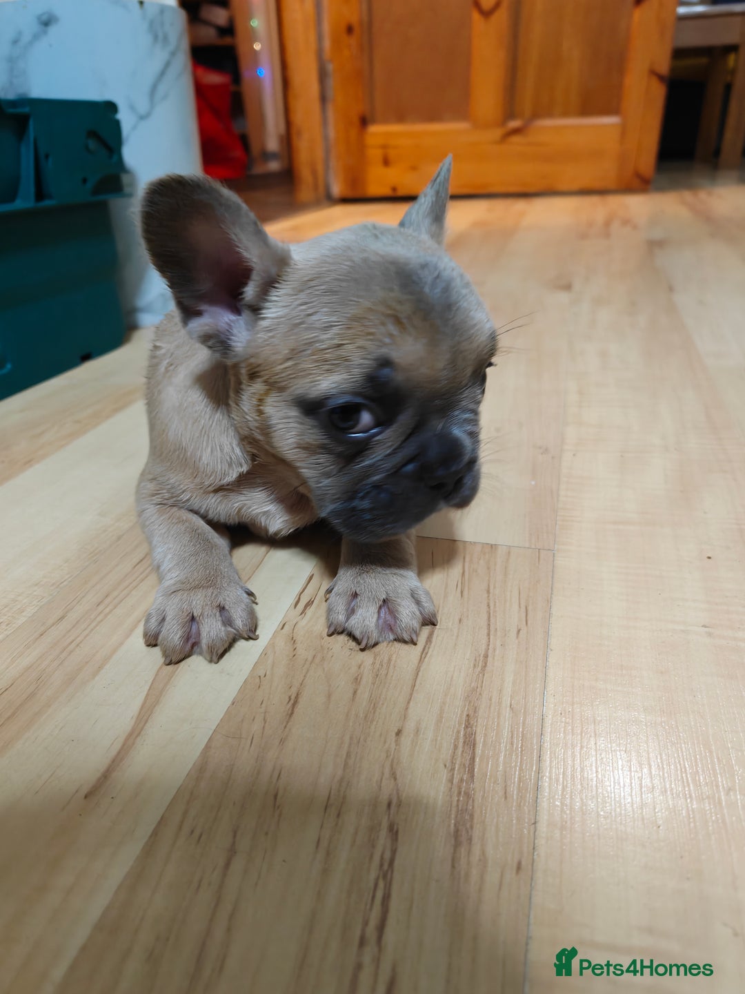 French Bulldog dogs for sale: Unique and Beautiful French bulldogs puppies  - Image 12