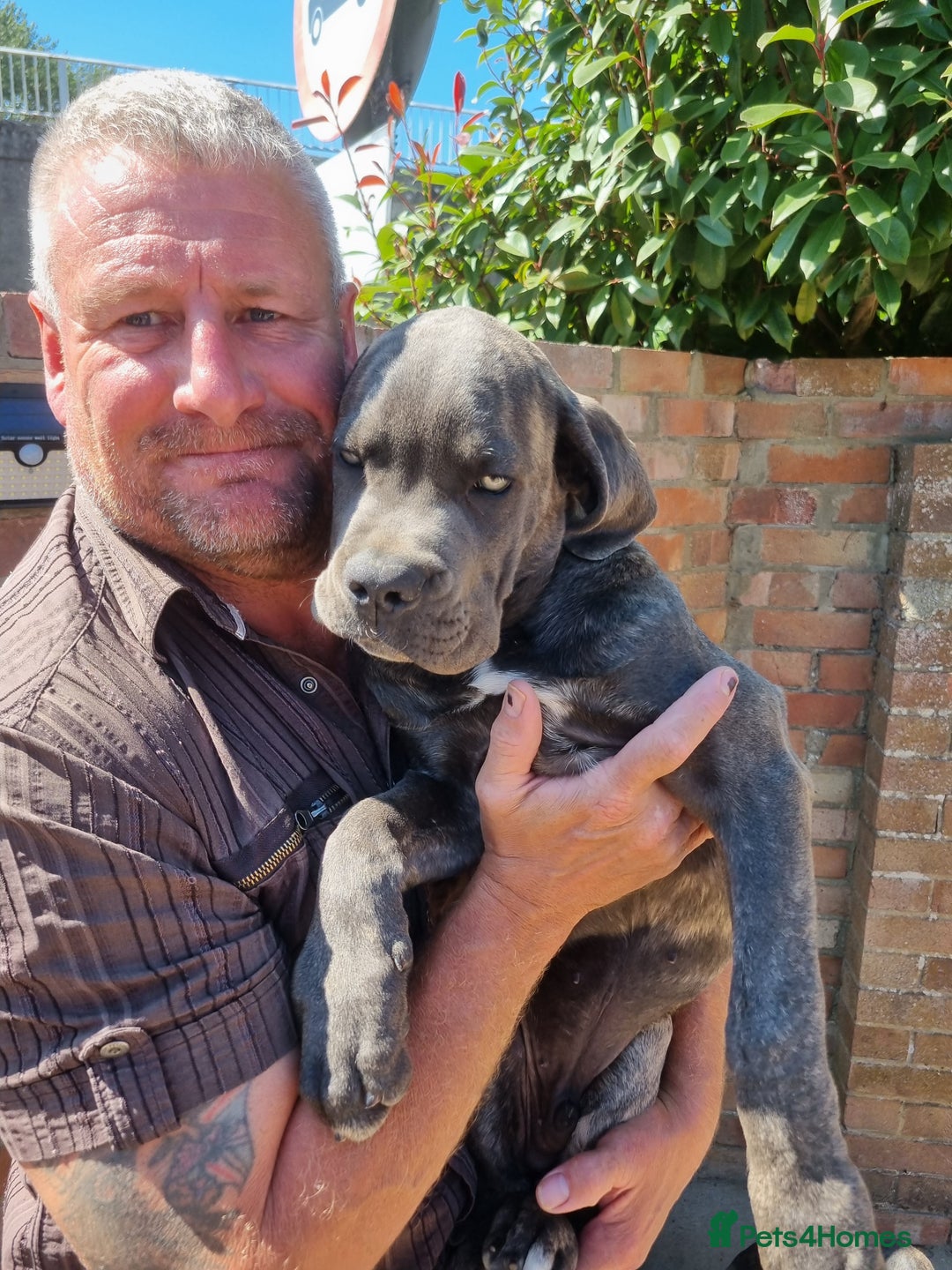 Cane Corso dogs for sale: Italian cane corso puppies  - Image 19