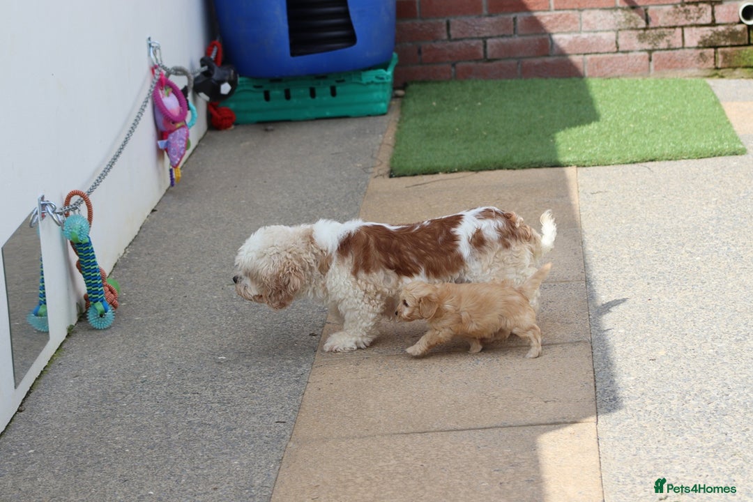 Cavapoochon dogs for sale: Beautiful Cavapoochon boy for sale - Image 21