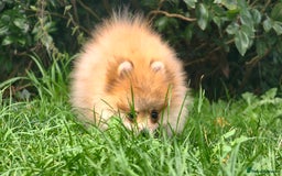 Pomeranian dogs for sale: 🔥Female Pomeranian puppy🔥KC reg🔥for sale🔥 - Image 5