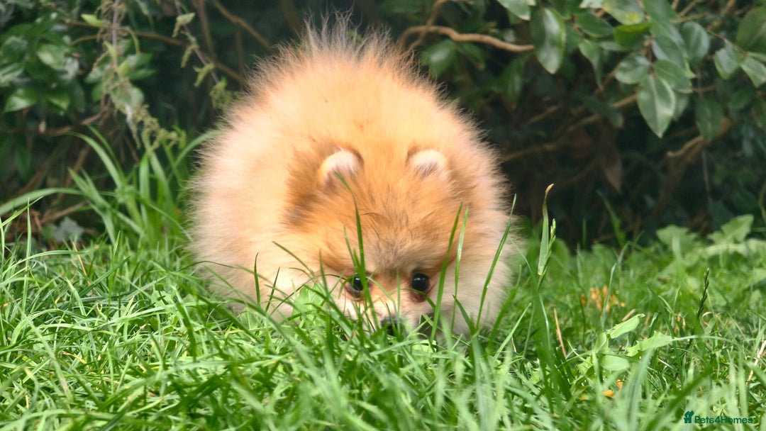 Pomeranian dogs for sale: 🔥Female Pomeranian puppy🔥KC reg🔥for sale🔥 - Image 5