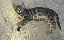 Bengal cats for sale: Striking Blue TICA Male Bengal Kittens 💙  - Image 37