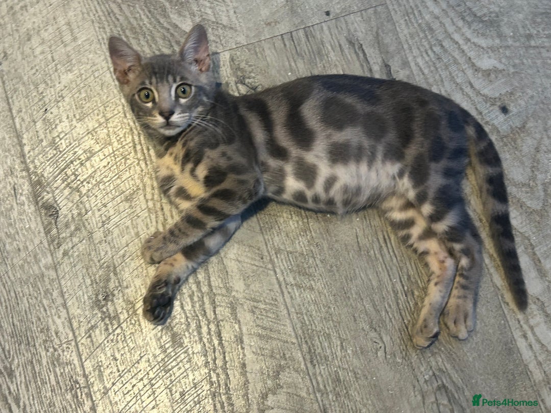 Bengal cats for sale: Striking Blue TICA Male Bengal Kittens 💙  - Image 37