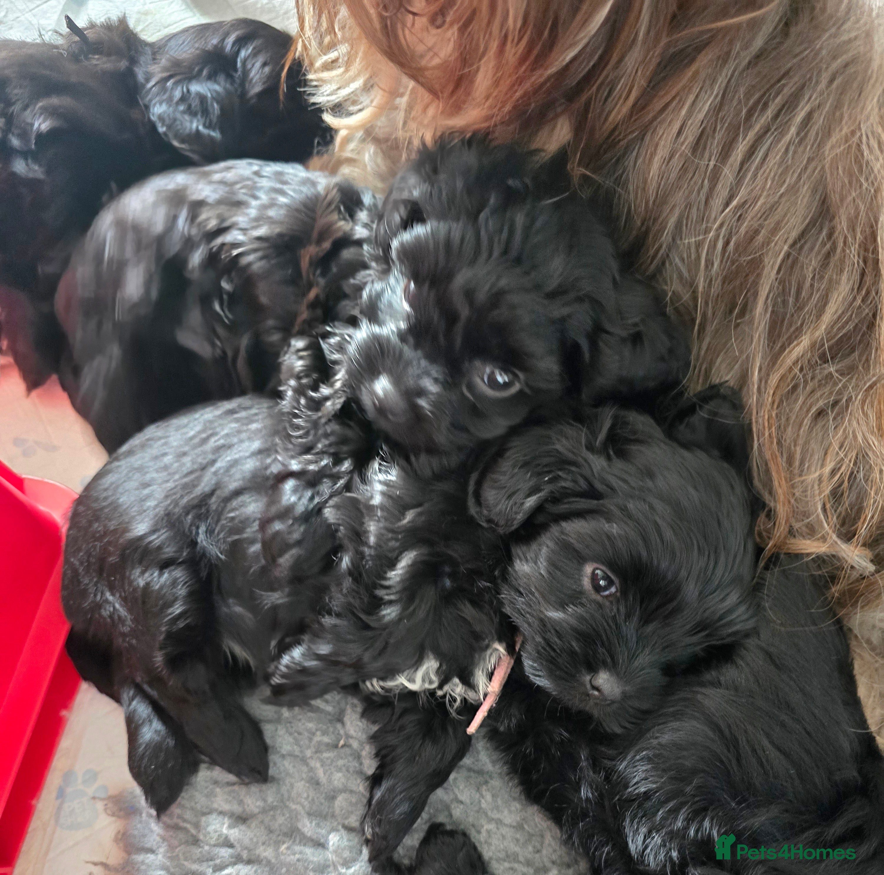 Havanese dogs Bolonka pups - The Dog of the 21st Century! - Advert 1