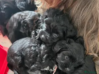 Havanese dogs Bolonka pups - The Dog of the 21st Century! - Advert 1