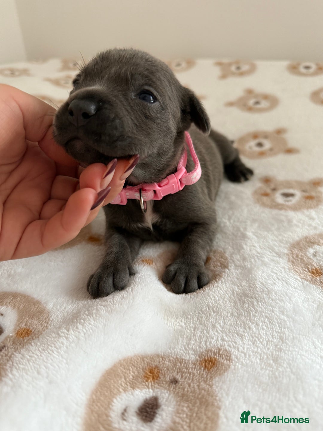 Staffordshire Bull Terrier dogs for sale: Beautiful puppies staffordshire bull terier 🥰 - Image 23