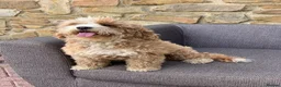 Australian Labradoodle dogs for sale: Gorgeous Australian Labradoodle female - Advert 2
