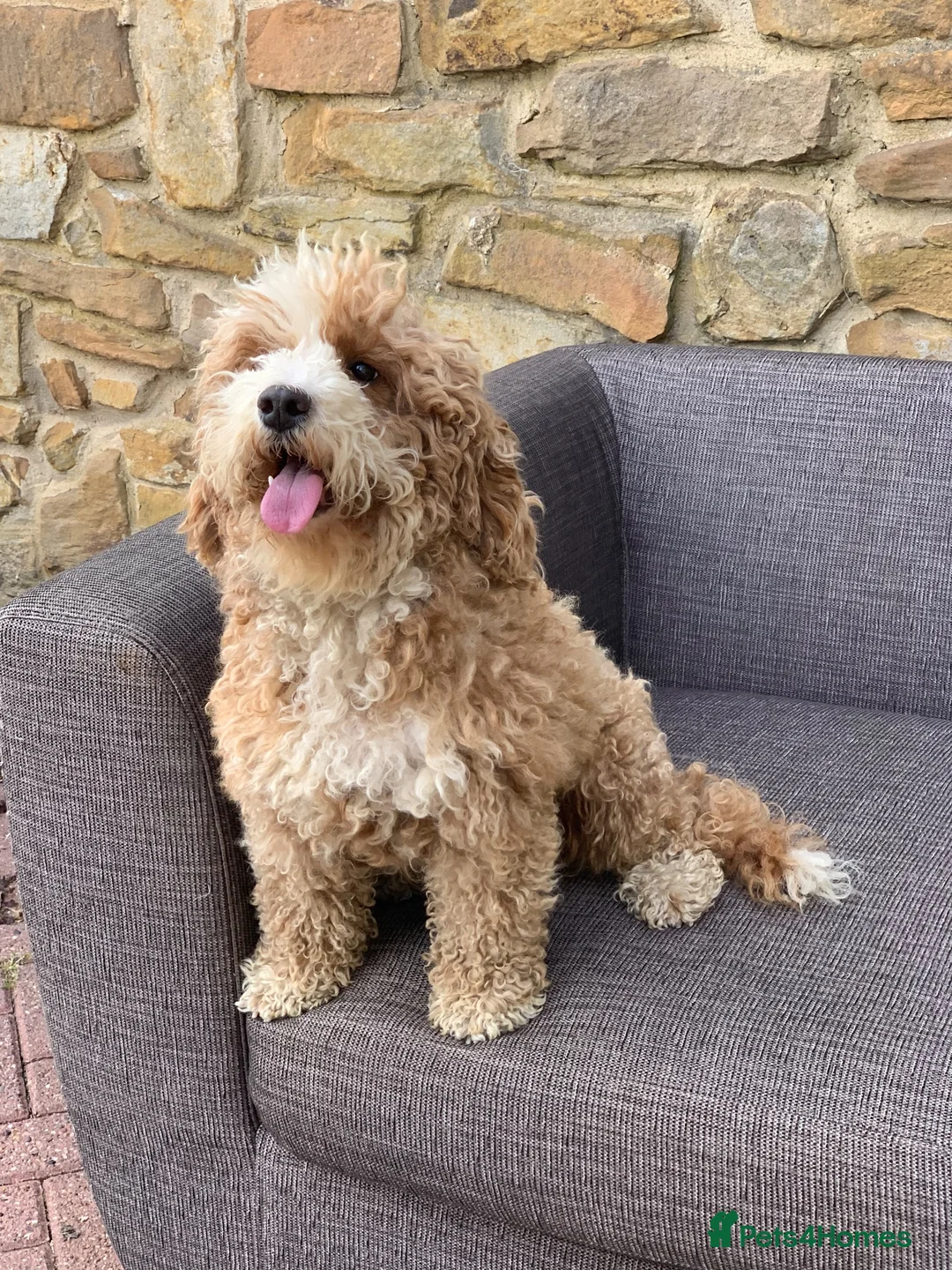 Australian Labradoodle dogs for sale: Gorgeous Australian Labradoodle female - Advert 2