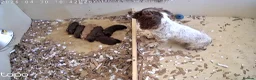 Sprocker dogs for sale: Sprocker pups for sale - Advert 3