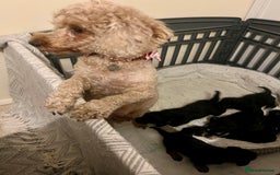 Mixed Breed dogs for sale: 🐾🐶Adorable and very cute Cavaschnauzer 🐶🐾 - Image 2