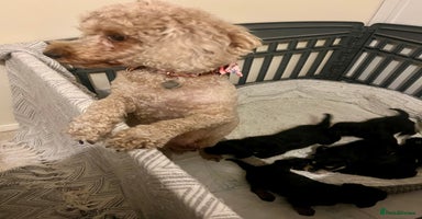 Mixed Breed dogs - Advert 1