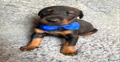 Dobermann dogs - Advert 10