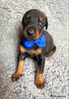 Dobermann dogs - Advert 1