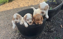 Cocker Spaniel dogs for sale: Sold  - Image 11