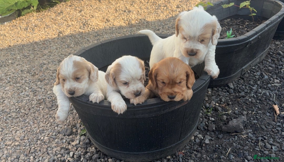 Cocker Spaniel dogs for sale: Sold  - Image 11