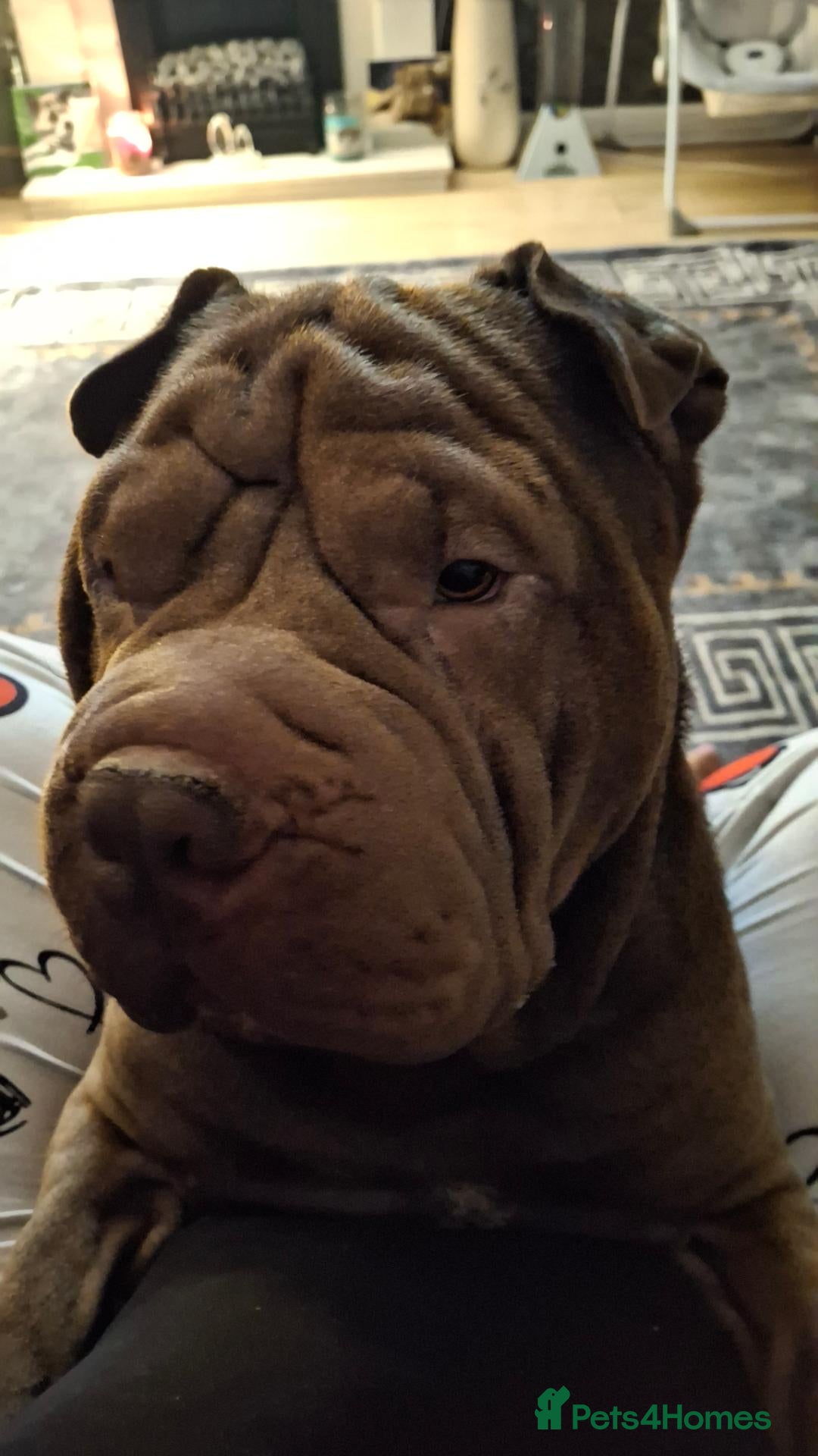 Mixed Breed dogs for sale: Shar pei cross pocket bully - Advert 4
