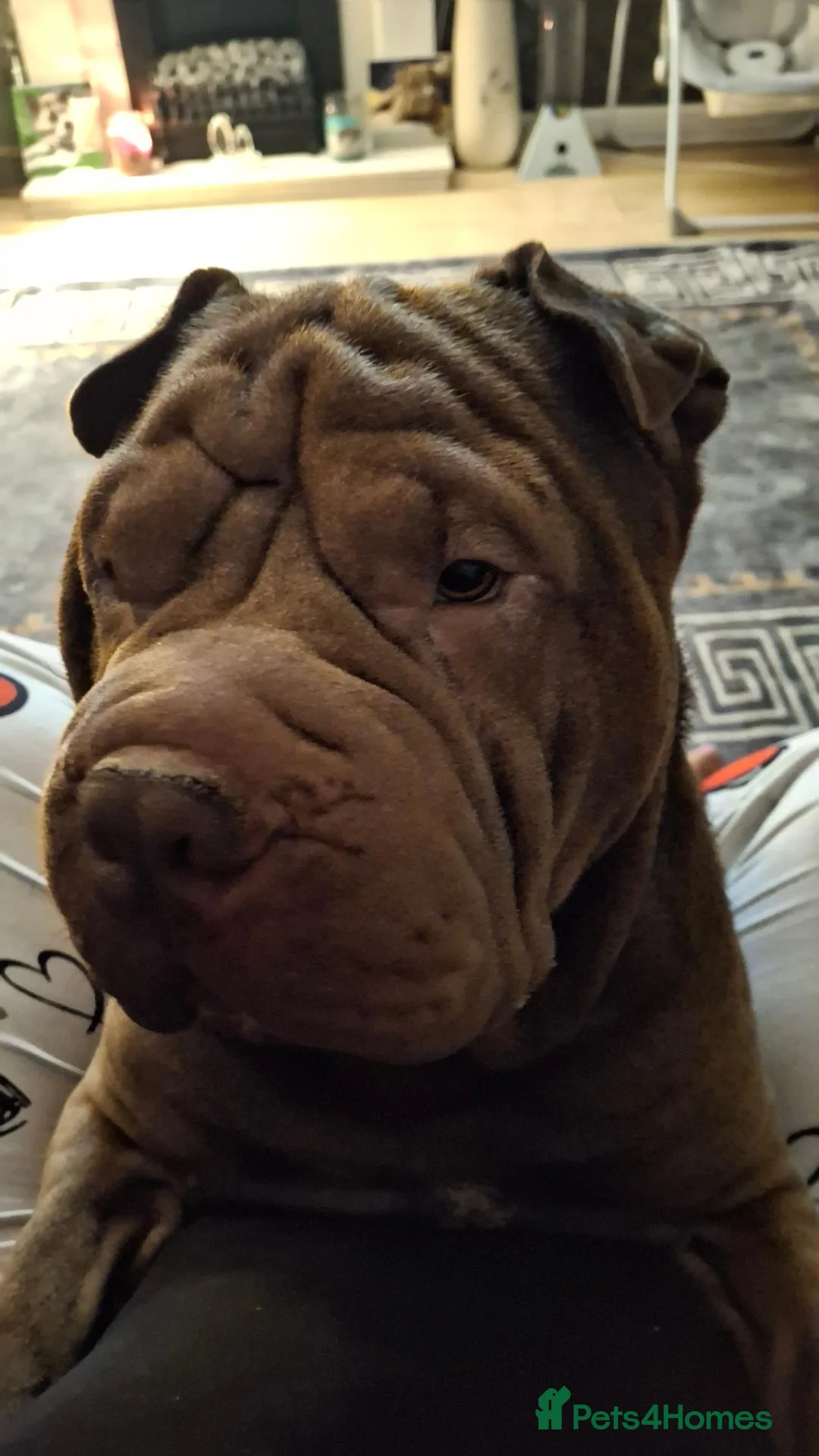 Mixed Breed dogs for sale: Shar pei cross pocket bully in Willenhall - Advert 1