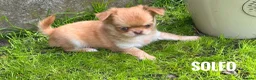 Chihuahua dogs for sale: Chihuahua puppies lilac merle Russian lines - Advert 5
