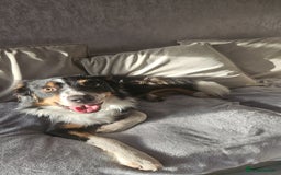 Border Collie dogs for sale: Jasper🐾 1 year old border collie. - Image 2