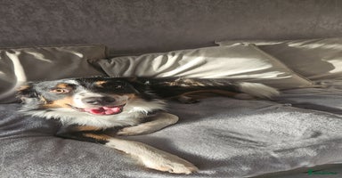 Border Collie dogs - Advert 2