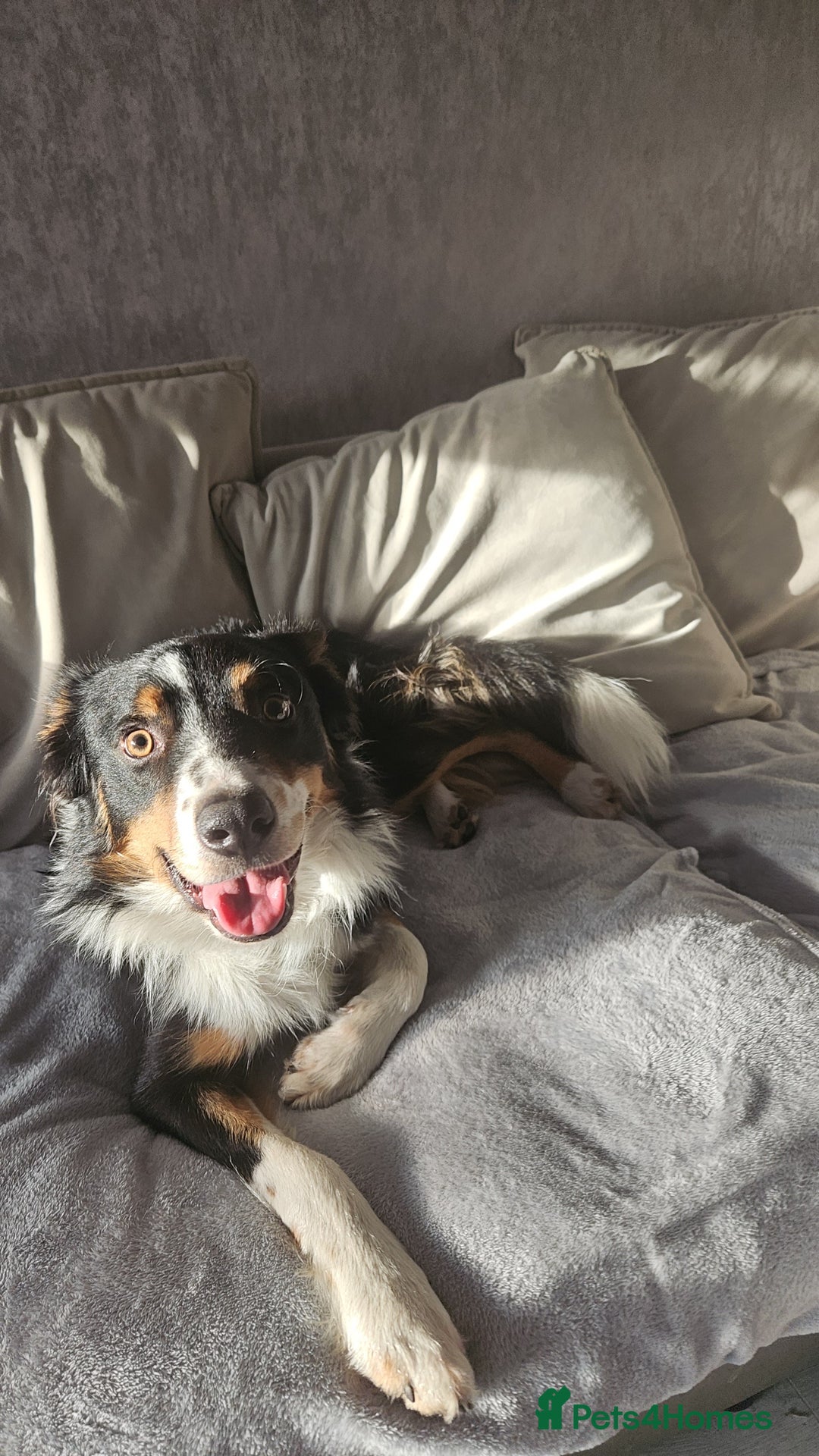 Border Collie dogs for sale: Jasper🐾 1 year old border collie. - Image 2