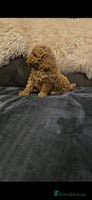 Maltipoo dogs - Advert 5