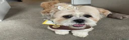 Lhasa Apso dogs for sale: Stormy  in London - Advert 10