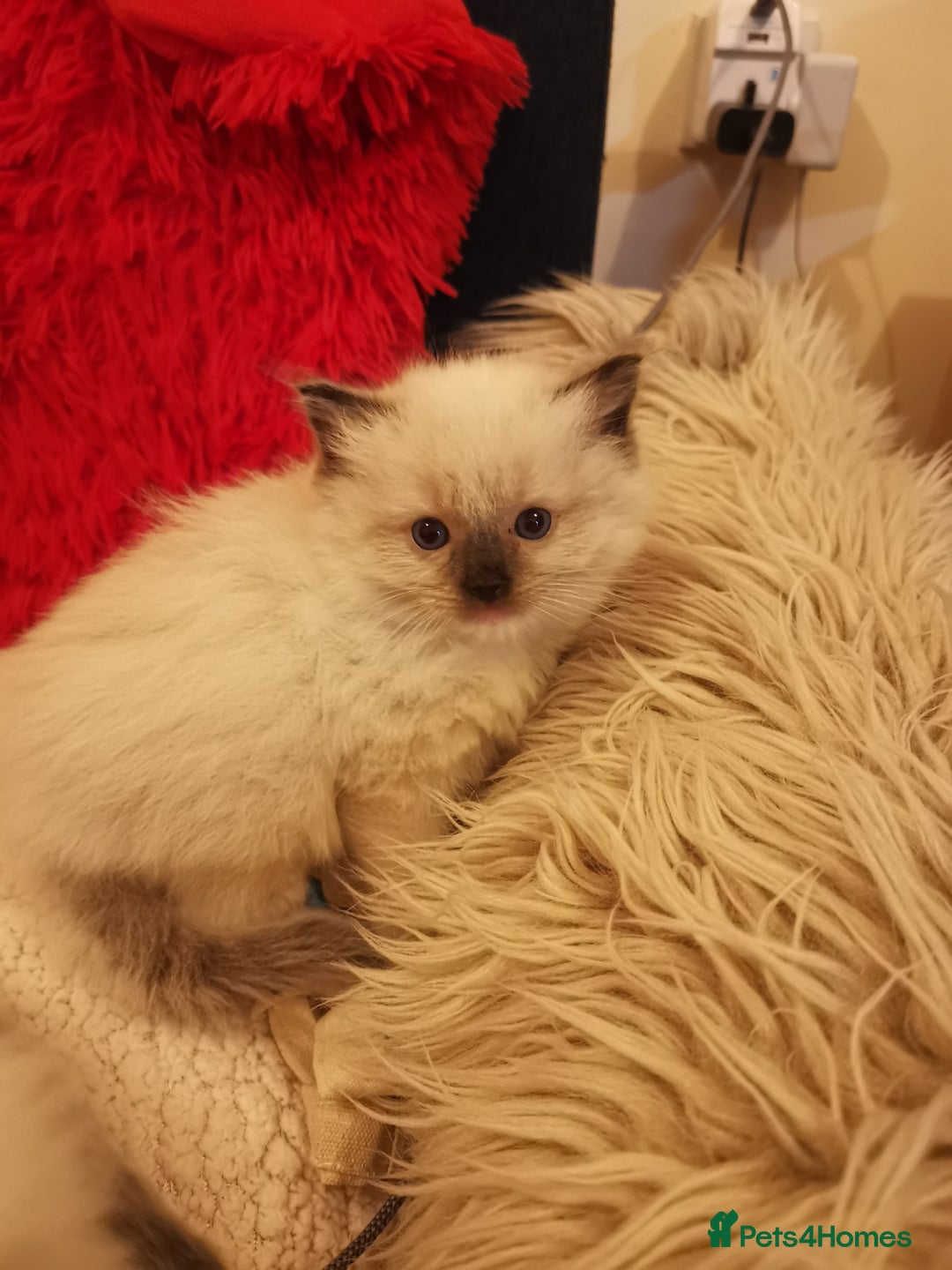 Ragdoll cats for sale: Beautiful Ragdoll Kittens - Image 12