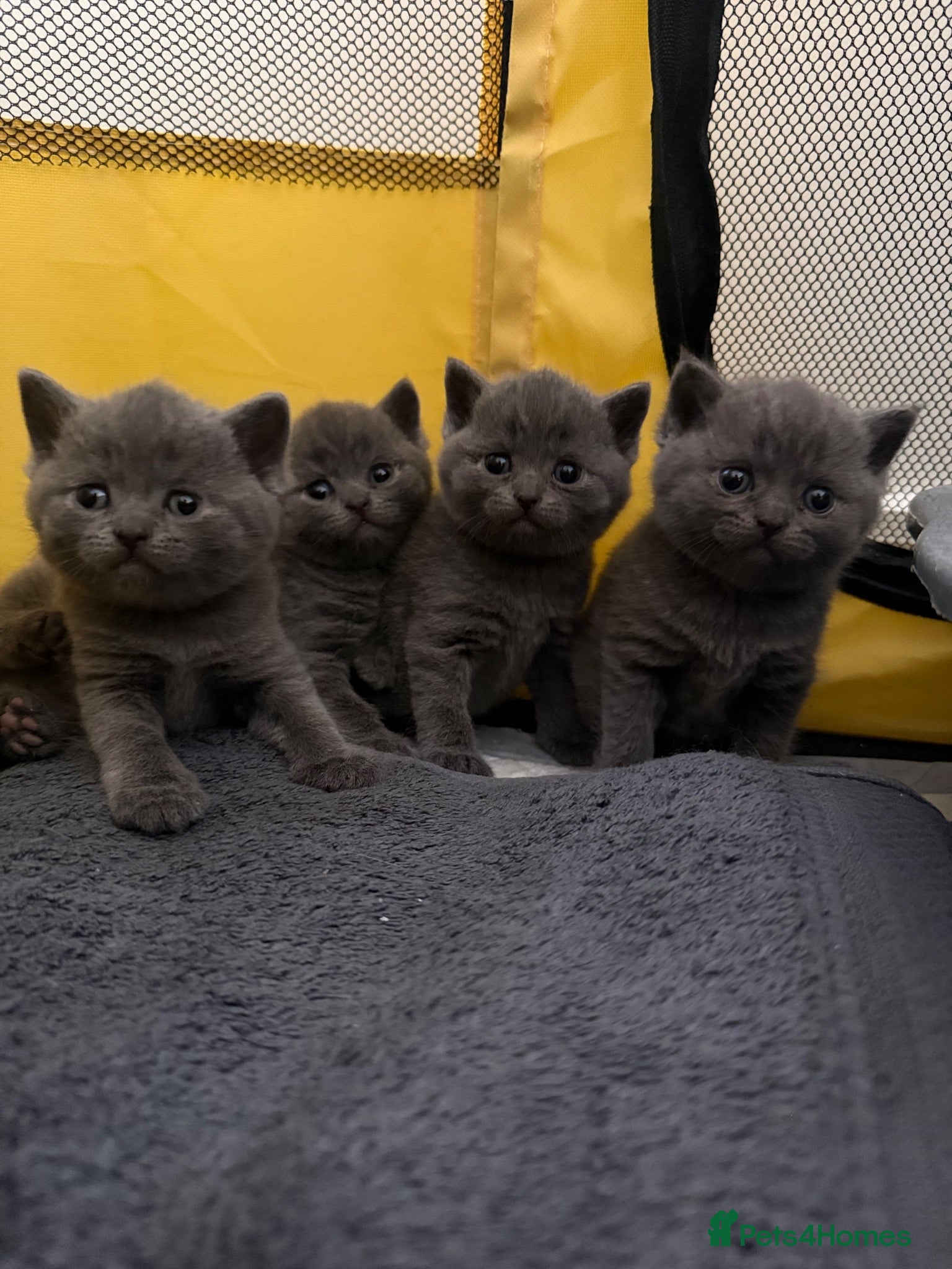 British Shorthair cats Blue British Shorthair Females x3 - Advert 1