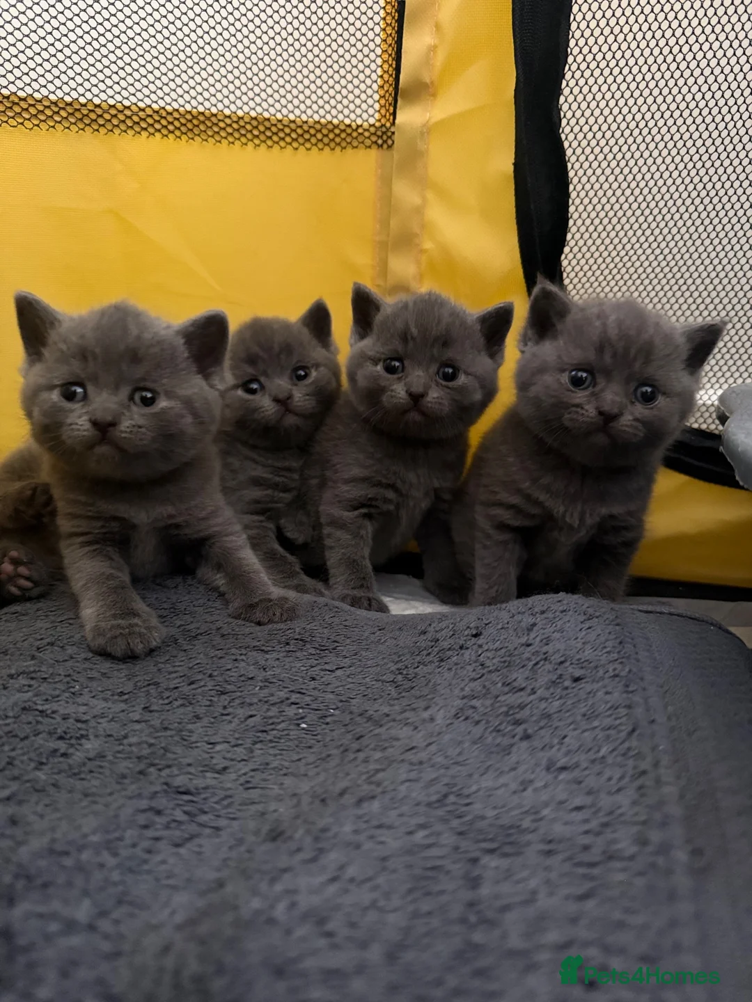 British Shorthair cats for sale: Blue British Shorthair Females x3 - Advert 1