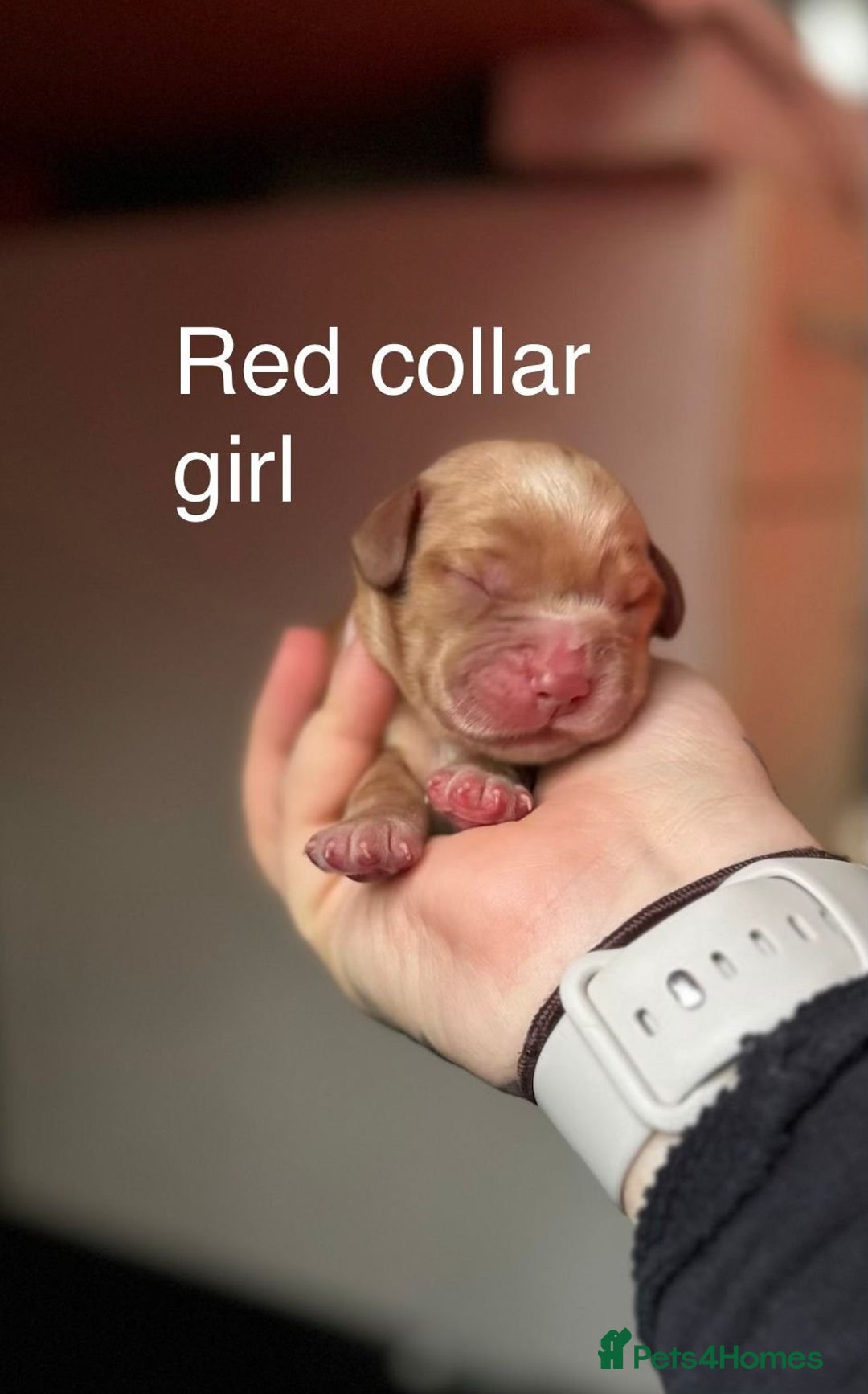 Cocker Spaniel dogs for sale: Stunning dark fox red and golden cockers - Advert 12